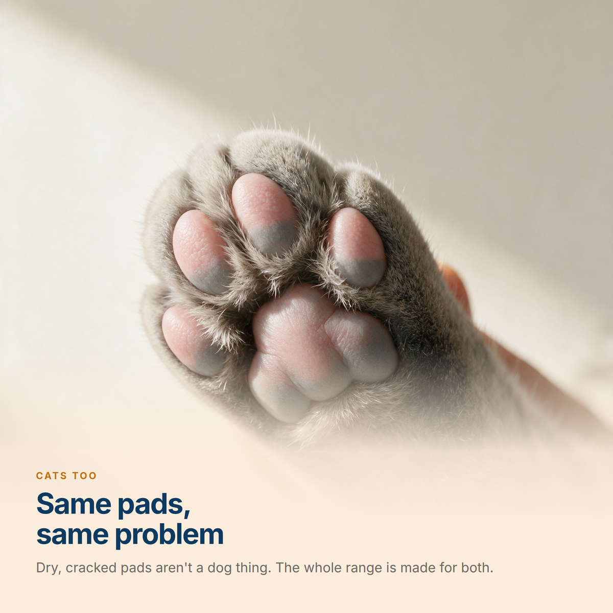 A cat's front paw held palm-up, showing the soft pink and grey pads