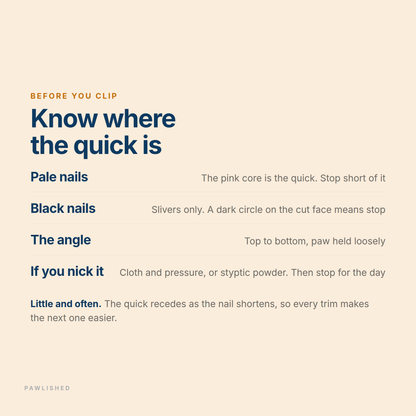 Guide to finding the quick before clipping - pale nails, black nails, the angle, and what to do if you nick it