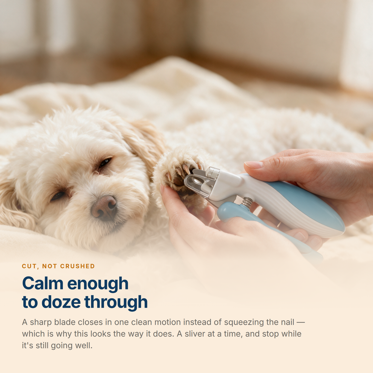 A relaxed dog dozing through a nail trim - a sharp blade cuts clean instead of crushing the nail