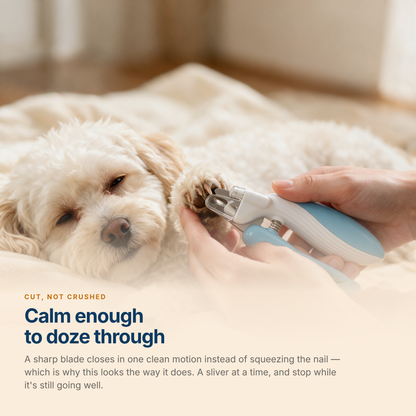 A relaxed dog dozing through a nail trim - a sharp blade cuts clean instead of crushing the nail