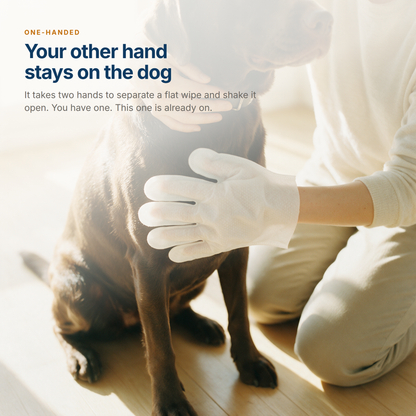 One bare hand steadying a labrador by the collar while the gloved hand wipes its chest