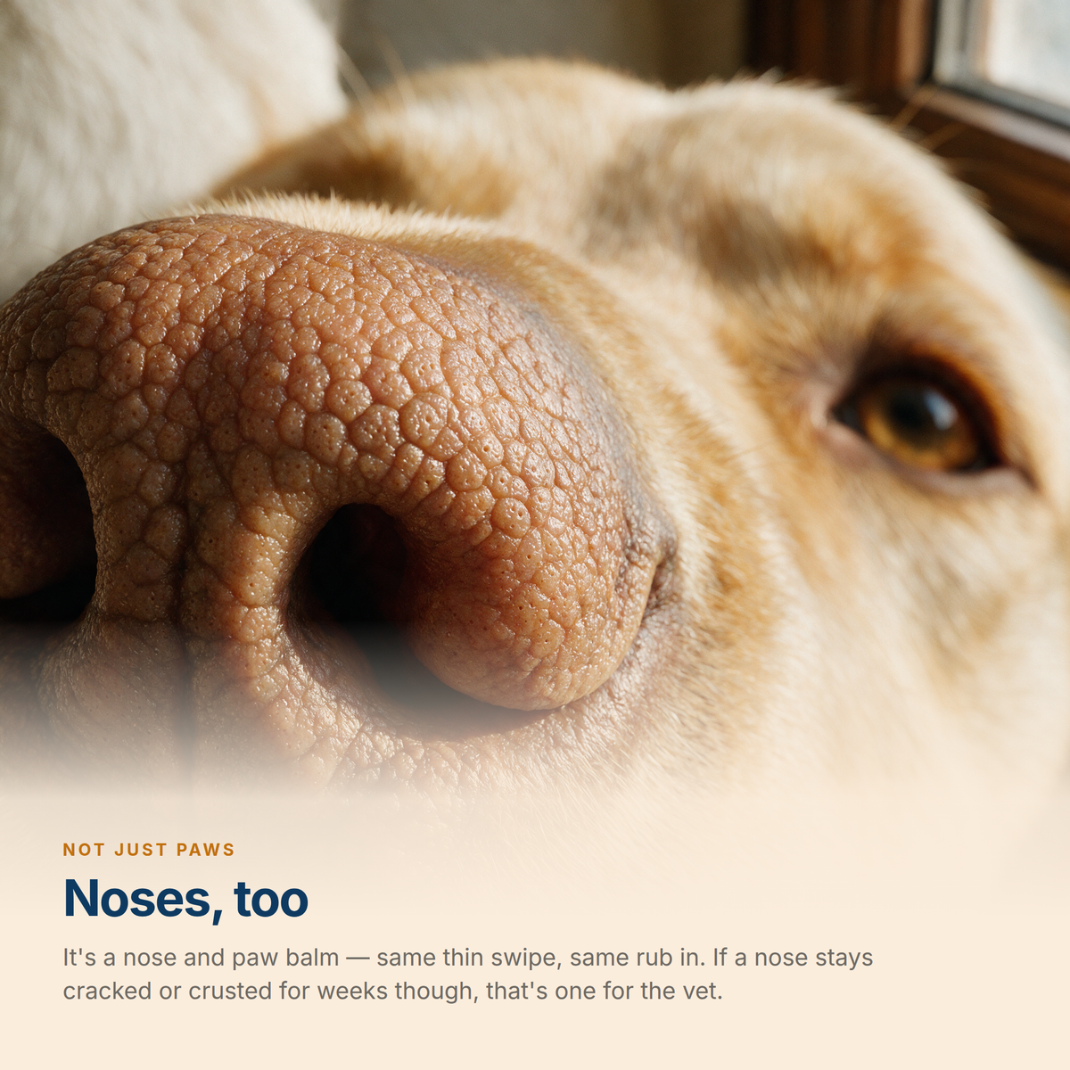 Macro close-up of a dog's nose showing its textured surface