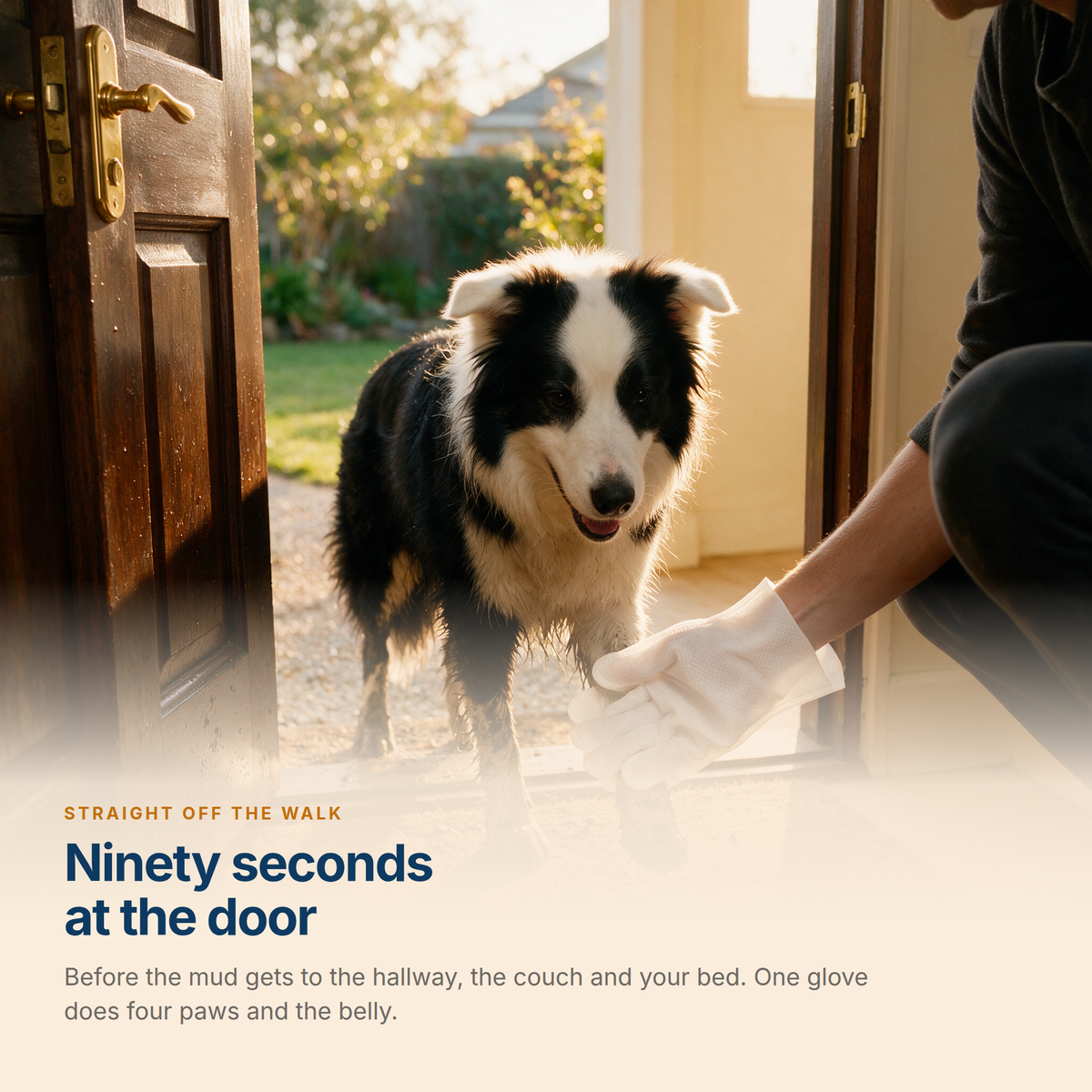 A muddy border collie on the doormat having its paw wiped with a Mitt Wipe at the front door