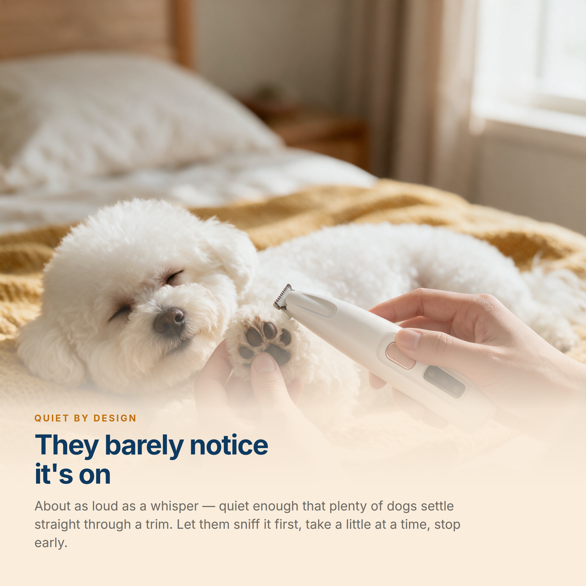 A bichon frise sleeping through a paw trim - quiet enough that they barely notice it's on